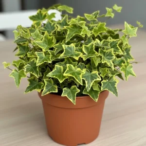 Gold Child Ivy Live Plant – Trailing Variegated Houseplant – Indoor Outdoor - Image 8