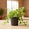 Gold Child Ivy Live Plant – Trailing Variegated Houseplant – Indoor Outdoor - Image 1