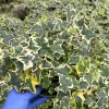 Gold Child Ivy Live Plant – Variegated English Ivy Climbing Houseplant – Trailing Plant - Image 1