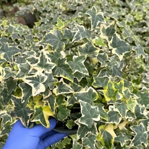 Gold Child Ivy Live Plant – Variegated English Ivy Climbing Houseplant – Trailing Plant - Image 1