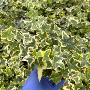 Gold Child Ivy Live Plant – Variegated English Ivy – Climbing Trailing Houseplant - Image 2