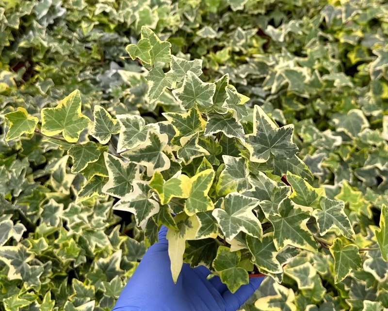 Gold Child Ivy Live Plant – Variegated English Ivy – Climbing Trailing Houseplant - Image 2