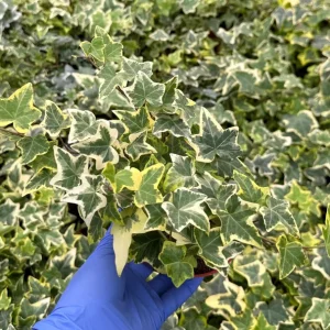 Gold Child Ivy Live Plant – Variegated English Ivy – Climbing Trailing Houseplant - Image 3