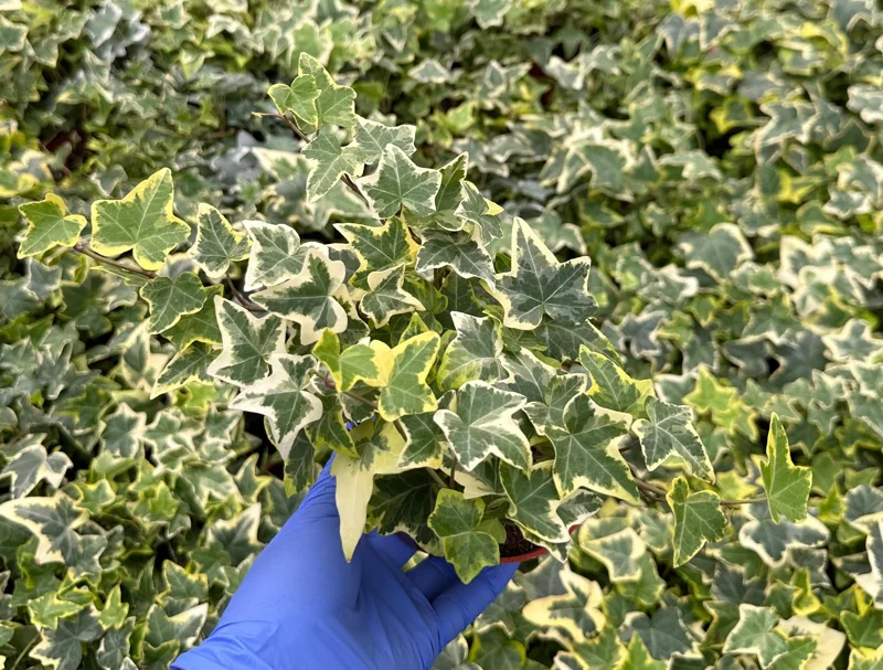 Gold Child Ivy Live Plant – Variegated English Ivy – Climbing Trailing Houseplant - Image 3