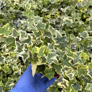 Gold Child Ivy Live Plant – Variegated English Ivy Climbing Houseplant – Trailing Plant - Image 3