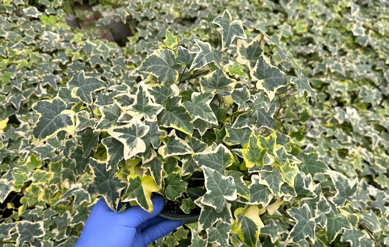 Gold Child Ivy Live Plant – Variegated English Ivy – Climbing Trailing Houseplant - Image 1