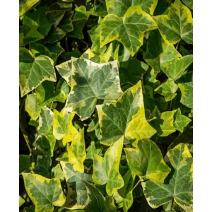 Gold Child Ivy Live Plant – Variegated Hedera Helix Trailing Vine, 4" Pot - Image 2