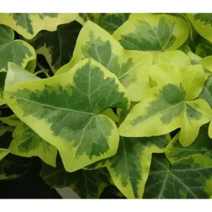 Gold Child Ivy Live Plant – Variegated Hedera Helix Trailing Vine, 4