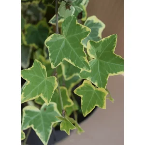 Gold Child Ivy Live Plant – Variegated Hedera Helix Trailing Vine, 4