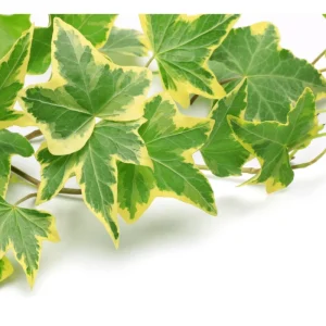 Gold Child Ivy Live Plant – Variegated Hedera Helix Trailing Vine, 4