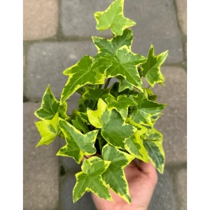 Gold Child Ivy Live Plant – Variegated Hedera Helix Trailing Vine, 4" Pot - Image 1