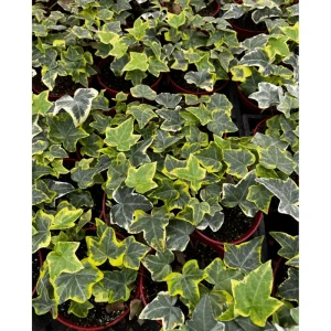 Gold Child Ivy Live Plant – Variegated Hedera Helix Trailing Vine, 4