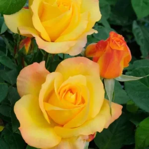 Gold Medal Rose Live Plant – 4-6 Inch Fragrant Yellow Hybrid Tea Bush - Image 2