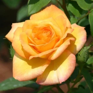 Gold Medal Rose Live Plant – 4-6 Inch Fragrant Yellow Hybrid Tea Bush - Image 3