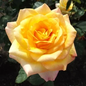 Gold Medal Rose Live Plant – 4-6 Inch Fragrant Yellow Hybrid Tea Bush - Image 4