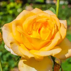 Gold Medal Rose Live Plant – 4-6 Inch Fragrant Yellow Hybrid Tea Bush - Image 5