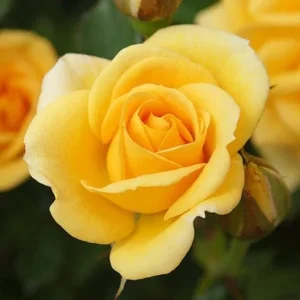 Gold Medal Rose Live Plant – 4-6 Inch Fragrant Yellow Hybrid Tea Bush - Image 6