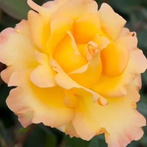 Gold Medal Rose Live Plant – 4-6 Inch Fragrant Yellow Hybrid Tea Bush - Image 7