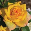 Gold Medal Rose Live Plant – 4-6 Inch Fragrant Yellow Hybrid Tea Bush - Image 1