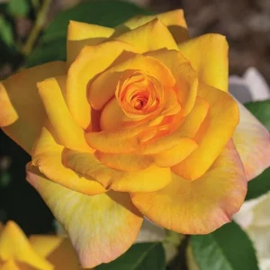 Gold Medal Rose Live Plant – 4-6 Inch Fragrant Yellow Hybrid Tea Bush - Image 1