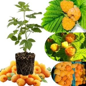 Gold Raspberry Live Plant 6-12 Inch Tall, Bare Root Cane, Outdoor Edible Berry - Image 2