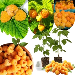 Gold Raspberry Live Plant 6-12 Inch Tall, Bare Root Cane, Outdoor Edible Berry - Image 4