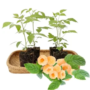 Gold Raspberry Live Plant 6-12 Inch Tall, Bare Root Cane, Outdoor Edible Berry - Image 5