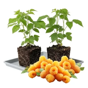 Gold Raspberry Live Plant 6-12 Inch Tall, Bare Root Cane, Outdoor Edible Berry - Image 7