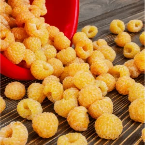 Gold Raspberry Live Rooted Starter Plant - 5 to 10 Inch Tall, Sweet Yellow Berries - Image 2