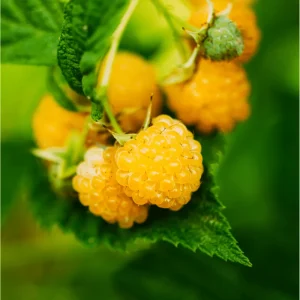 Gold Raspberry Live Rooted Starter Plant - 5 to 10 Inch Tall, Sweet Yellow Berries - Image 3