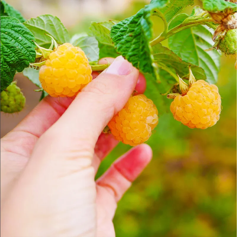 Gold Raspberry Live Rooted Starter Plant - 5 to 10 Inch Tall, Sweet Yellow Berries - Image 4