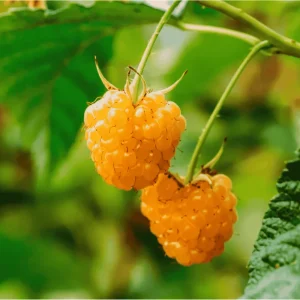 Gold Raspberry Live Rooted Starter Plant - 5 to 10 Inch Tall, Sweet Yellow Berries - Image 5
