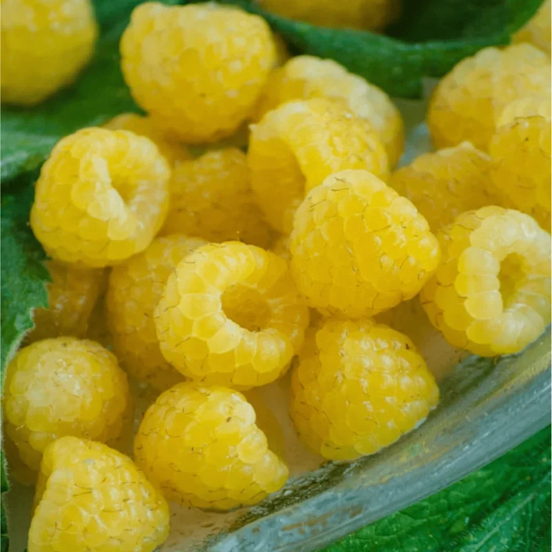 Gold Raspberry Live Rooted Starter Plant - 5 to 10 Inch Tall, Sweet Yellow Berries - Image 6