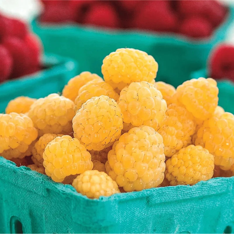 Gold Raspberry Live Rooted Starter Plant - 5 to 10 Inch Tall, Sweet Yellow Berries - Image 7