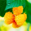 Gold Raspberry Live Rooted Starter Plant - 5 to 10 Inch Tall, Sweet Yellow Berries - Image 1