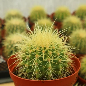 Golden Barrel Cactus Live Plant - Echinocactus Grusonii - Outdoor Plant in 6 Inch, 8 Inch Pot - Image 2
