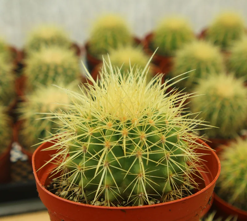 Golden Barrel Cactus Live Plant - Echinocactus Grusonii - Outdoor Plant in 6 Inch, 8 Inch Pot - Image 2
