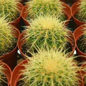 Golden Barrel Cactus Live Plant - Echinocactus Grusonii - Outdoor Plant in 6 Inch, 8 Inch Pot - Image 3
