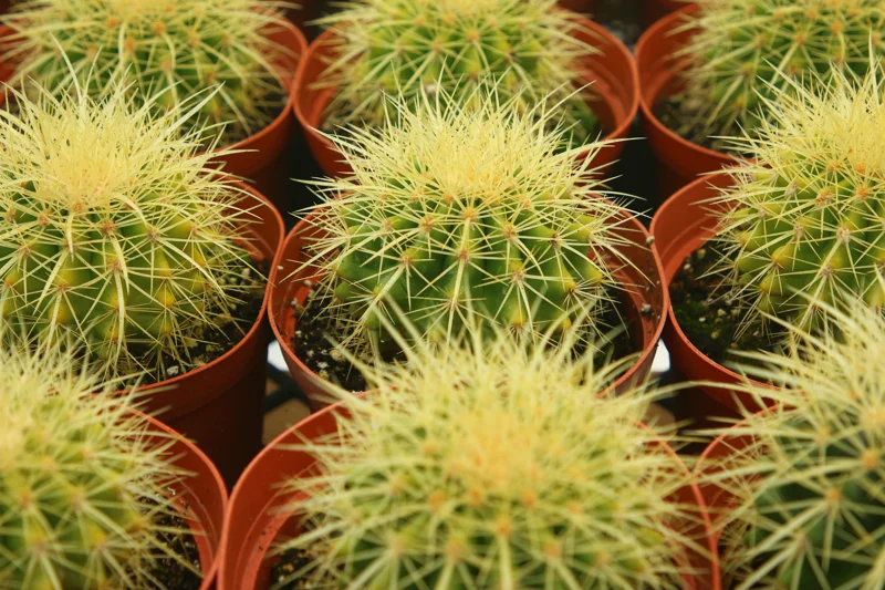 Golden Barrel Cactus Live Plant - Echinocactus Grusonii - Outdoor Plant in 6 Inch, 8 Inch Pot - Image 3