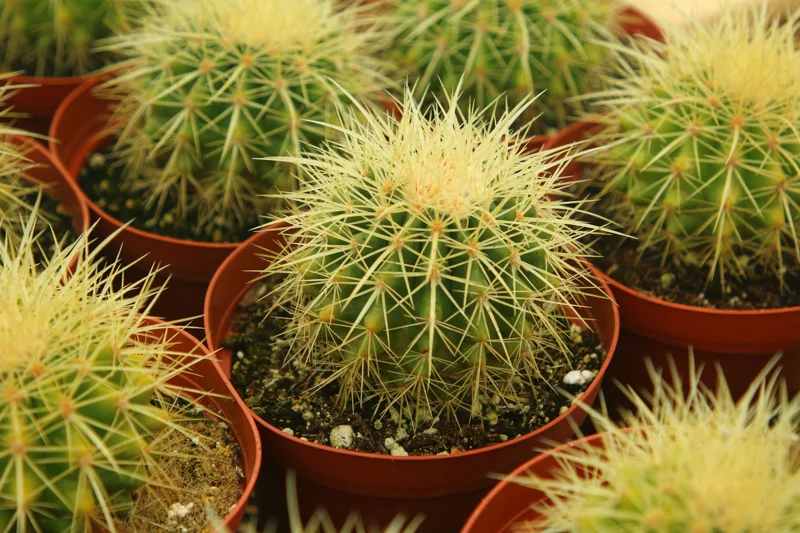 Golden Barrel Cactus Live Plant - Echinocactus Grusonii - Outdoor Plant in 6 Inch, 8 Inch Pot - Image 4
