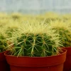 Golden Barrel Cactus Live Plant - Echinocactus Grusonii - Outdoor Plant in 6 Inch, 8 Inch Pot - Image 1