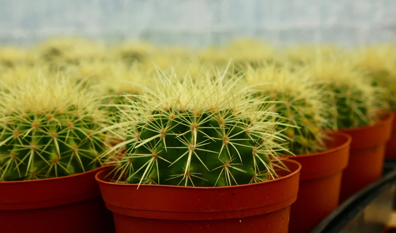 Golden Barrel Cactus Live Plant - Echinocactus Grusonii - Outdoor Plant in 6 Inch, 8 Inch Pot - Image 1