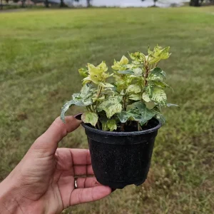Golden Jytte English Ivy Live Plant in a 4 Inch pot | 2 plants required per order | - Image 2