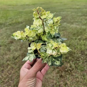 Golden Jytte English Ivy Live Plant in a 4 Inch pot | 2 plants required per order | - Image 3