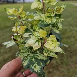 Golden Jytte English Ivy Live Plant in a 4 Inch pot | 2 plants required per order | - Image 1