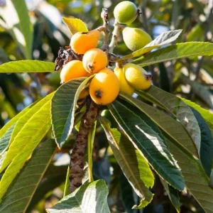 Golden Loquat Live Plant - Loquat Tree for Outdoor Garden in 3 Inch Pot - Image 2