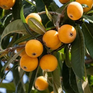 Golden Loquat Live Plant - Loquat Tree for Outdoor Garden in 3 Inch Pot - Image 3