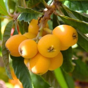 Golden Loquat Live Plant - Loquat Tree for Outdoor Garden in 3 Inch Pot - Image 4