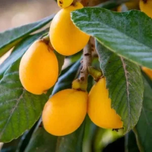 Golden Loquat Live Plant - Loquat Tree for Outdoor Garden in 3 Inch Pot - Image 5