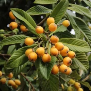 Golden Loquat Live Plant - Loquat Tree for Outdoor Garden in 3 Inch Pot - Image 6